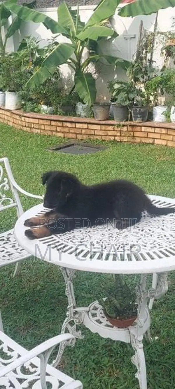 German Shepherd Puppies ( Female )