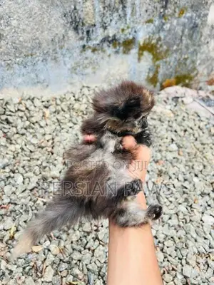 Persian Kitten