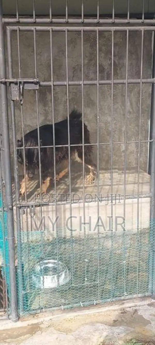 German Shepherd Puppies ( Female )