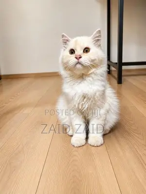 Persian Kitten