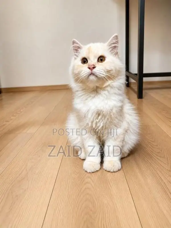 Persian Kitten