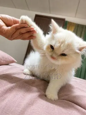 Persian Kitten