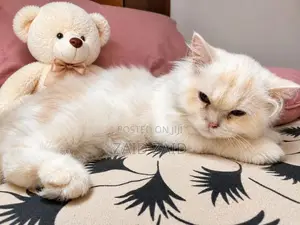 Persian Kitten