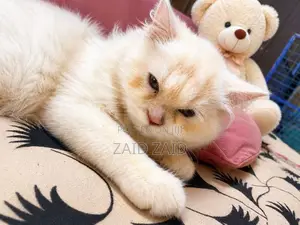 Persian Kitten