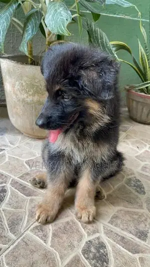 German Shepard Puppy (Long Coat)
