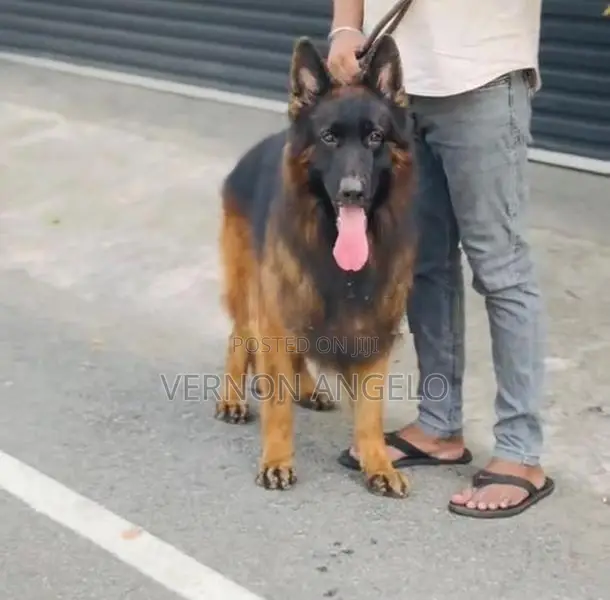 German Shepard Puppy (Long Coat)