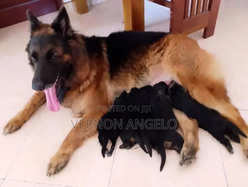 German Shepard Puppy (Long Coat)