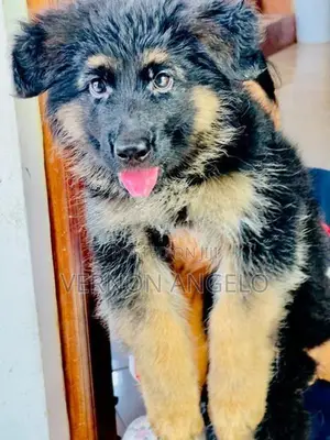 German Shepard Puppy (Long Coat)