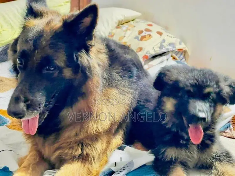 German Shepard Puppy (Long Coat)