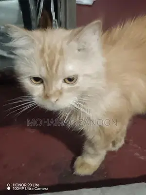 Ginger Persian cat