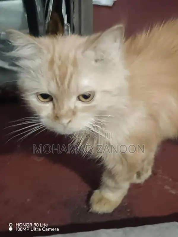 Ginger Persian cat