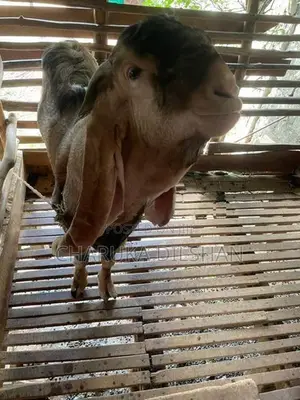 Farm Goats