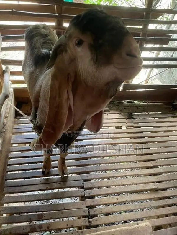 Farm Goats