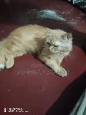 Ginger Persian cat