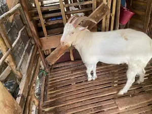 Farm Goats