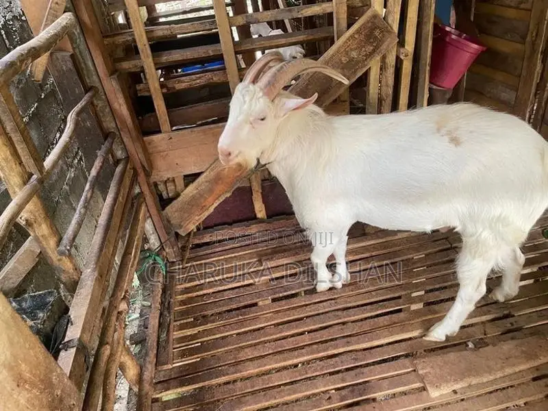 Farm Goats
