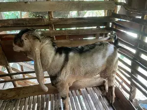 Farm Goats