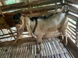 Farm Goats