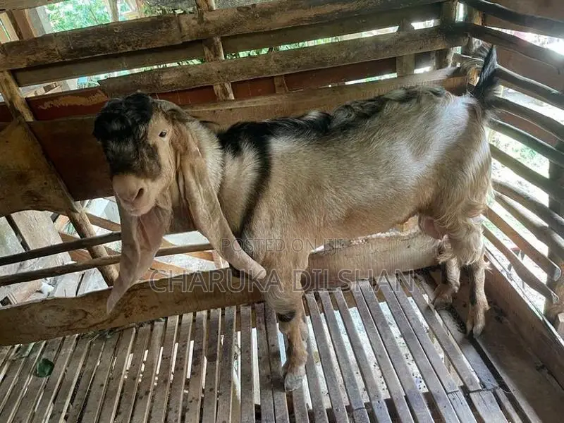 Farm Goats