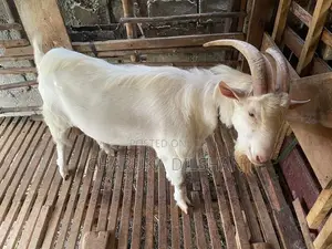 Farm Goats