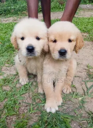 Golden Retriever Puppy