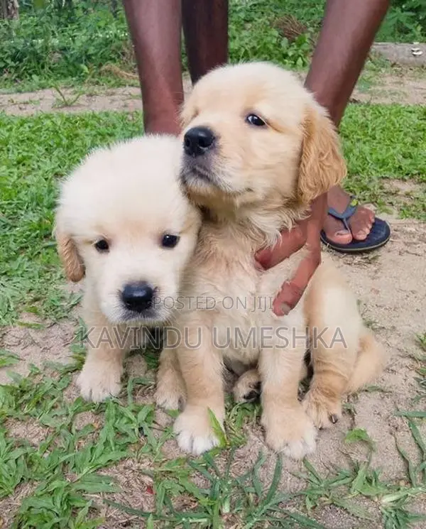 Golden Retriever Puppy