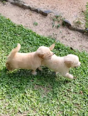 Golden Retriever Puppy