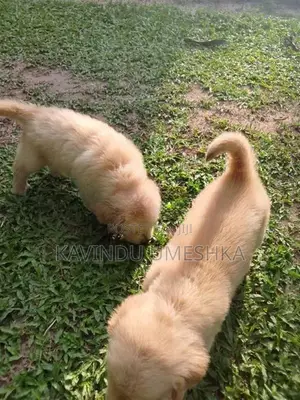 Golden Retriever Puppy