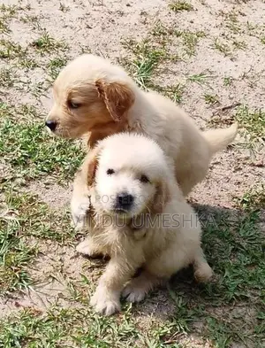 Golden Retriever Puppy