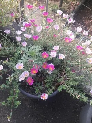 Dubai Rose Plants