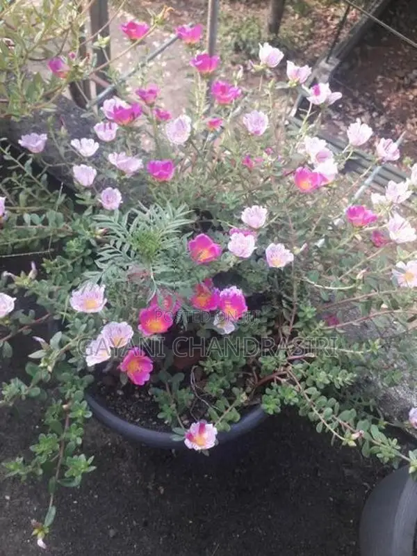 Dubai Rose Plants