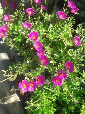 Dubai Rose Plants