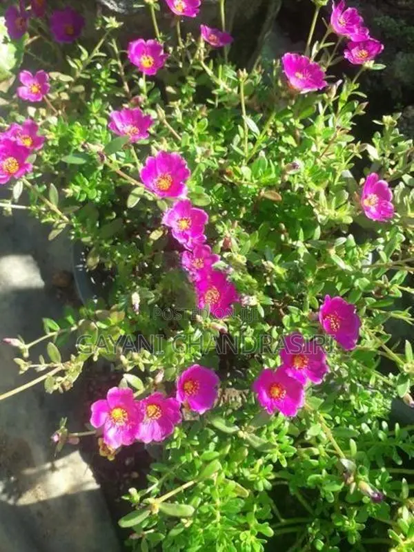 Dubai Rose Plants