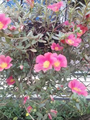 Dubai Rose Plants
