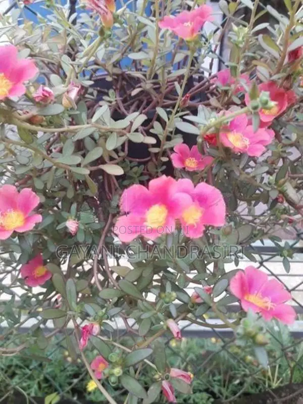 Dubai Rose Plants