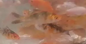 Carp Fish