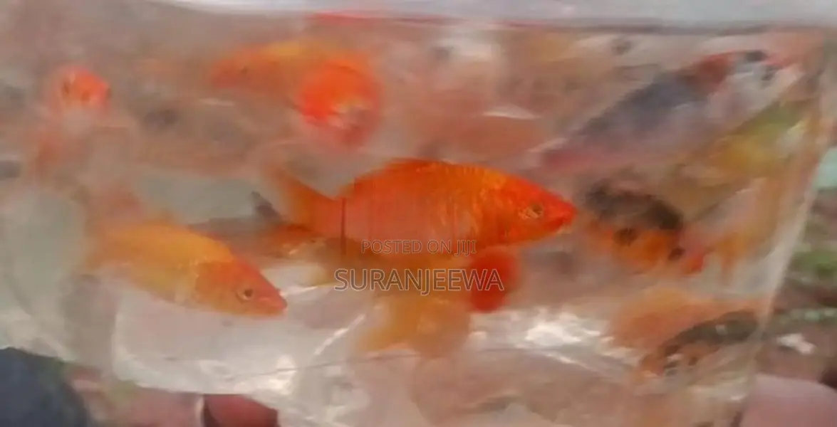 Carp Fish
