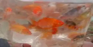 Carp Fish