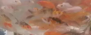 Carp Fish