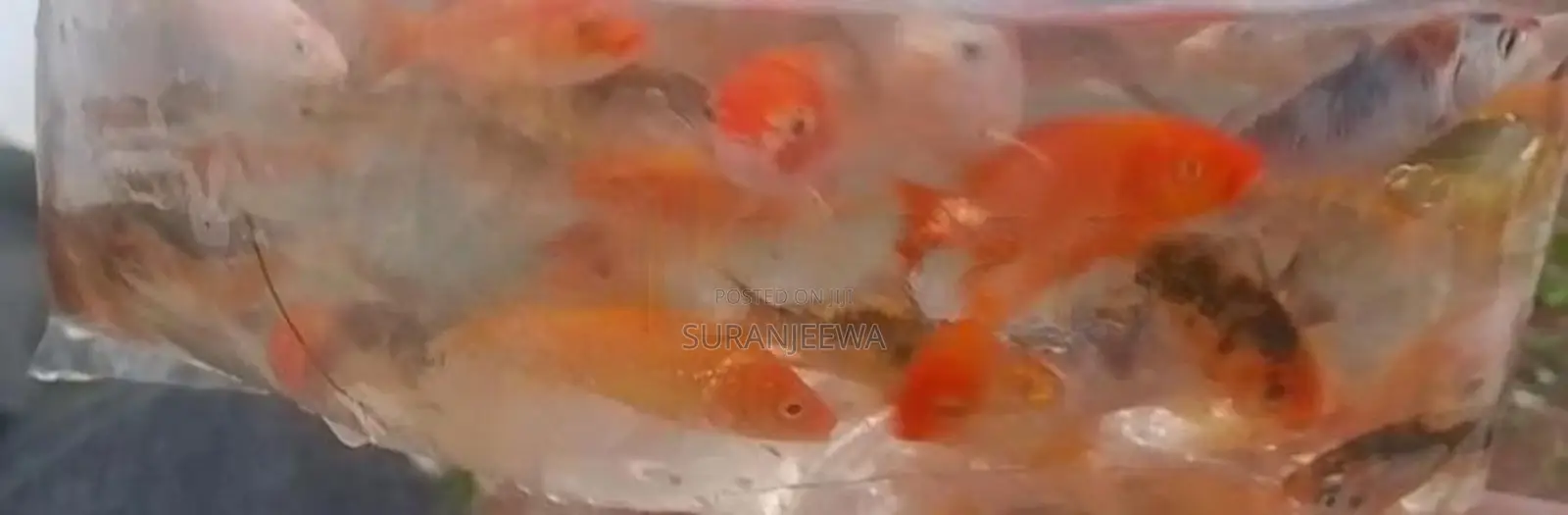 Carp Fish