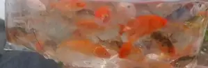 Carp Fish
