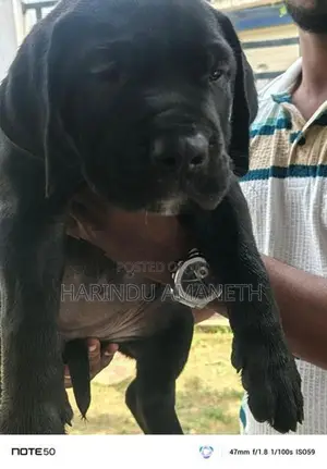 Cane Corso Puppies