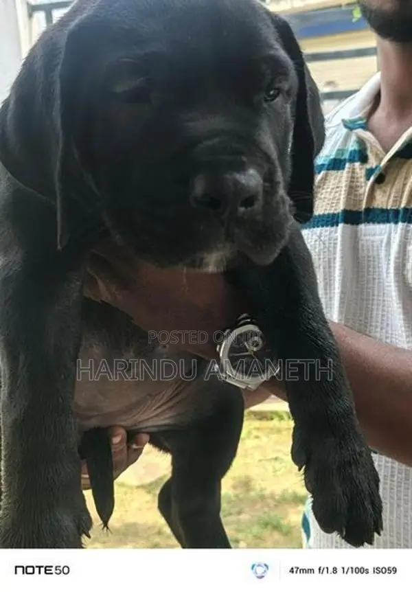 Cane Corso Puppies