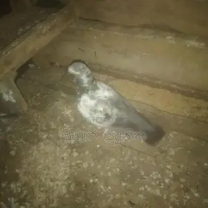 Pigeons