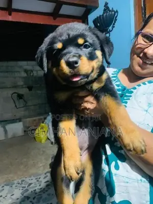 Rottweiler Big Head Puppy