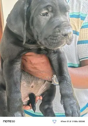 Cane Corso Puppies