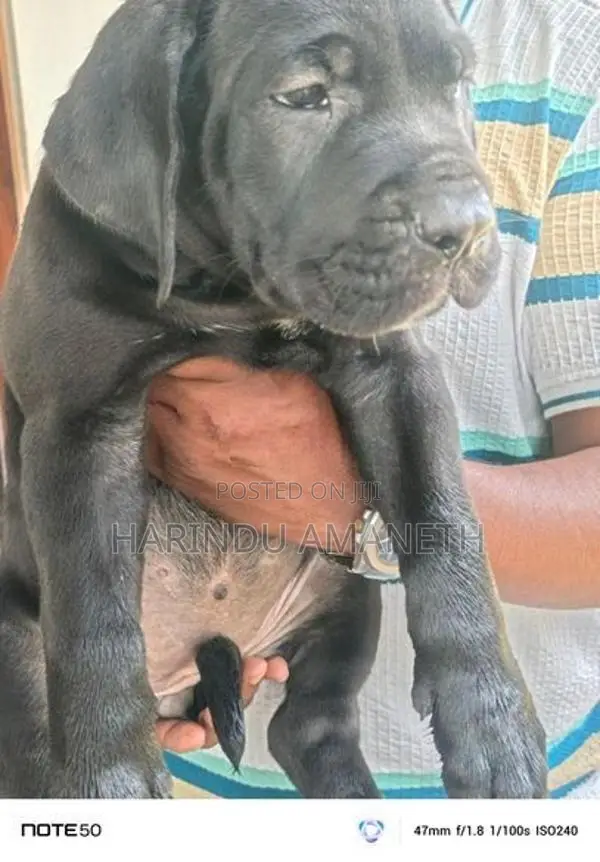 Cane Corso Puppies