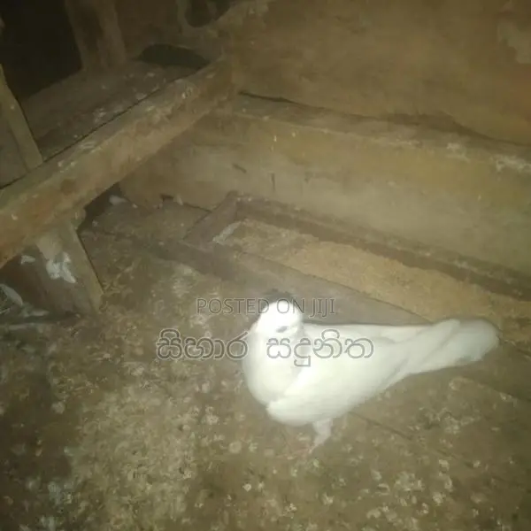 Pigeons