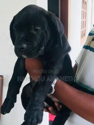 Cane Corso Puppies