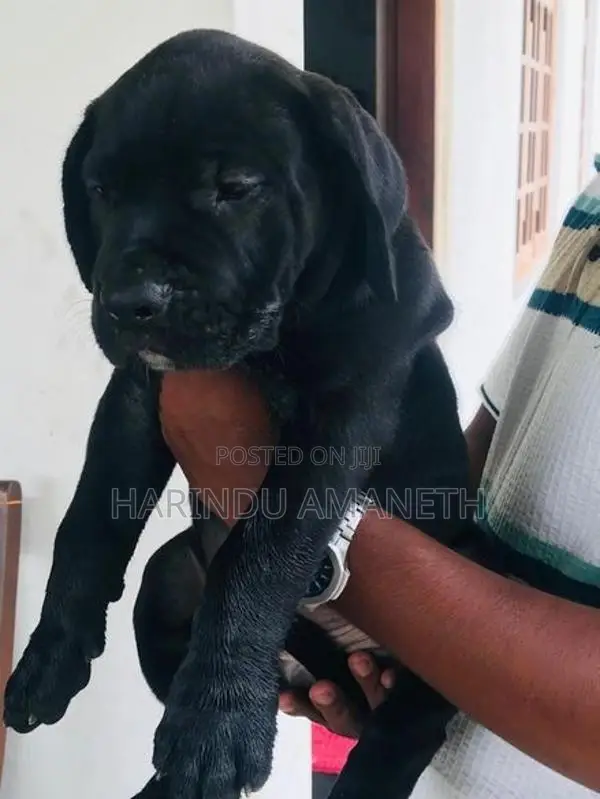 Cane Corso Puppies